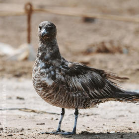 Pomarine Skua (Immature)