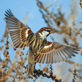 Spanish Sparrow (Male)