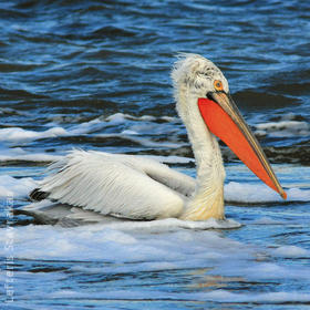Dalmatian Pelican (Breeding plumage, GREECE)