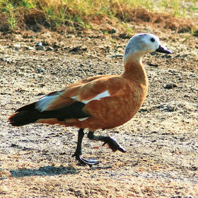 Ruddy Shelduck (Female, GREECE)