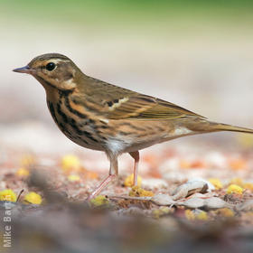 Olive-backed Pipit (UAE)