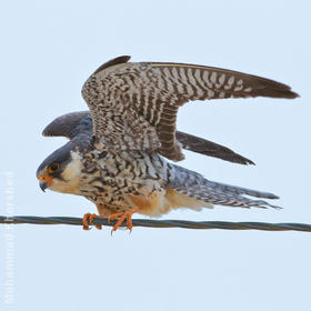 Amur Falcon (Female)