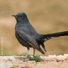 Black Scrub Robin