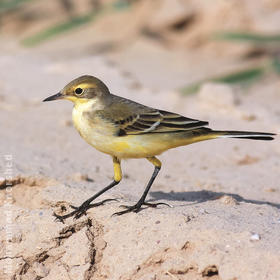 Blue-headed Wagtail (Female or immature)