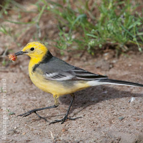 Citrine Wagtail (Male spring)
