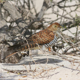 Common Cuckoo (Female rufous morph)