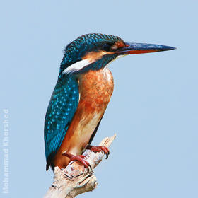 Common Kingfisher (Female)