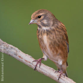 Common Linnet (Non-breeding plumage)