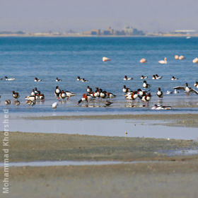 Common Shelducks