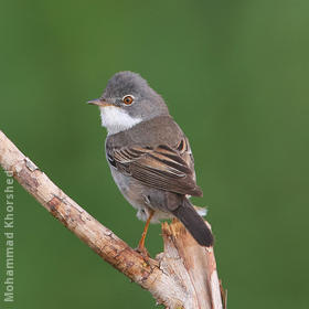 Common Whitethroat (Male)