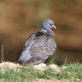 Common Wood Pigeon