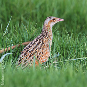 Corncrake 