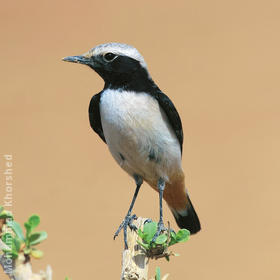 Eastern Mourning Wheatear (Male)