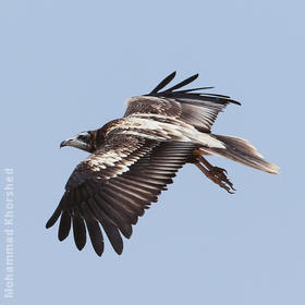 Egyptian Vulture (Immature)