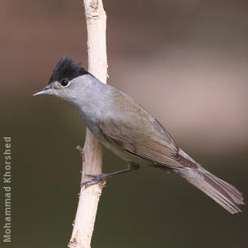 Eurasian Blackcap (Male)