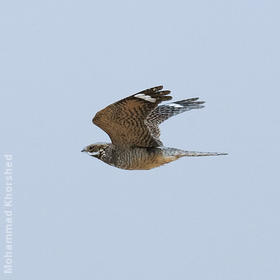 Eurasian Nightjar