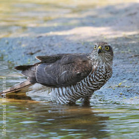 Eurasian Sparrowhawk (Female)