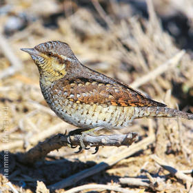 Eurasian Wryneck