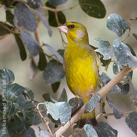 European Greenfinch