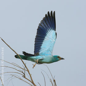 European Roller