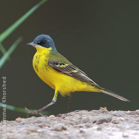 Grey-headed Wagtail (Male)
