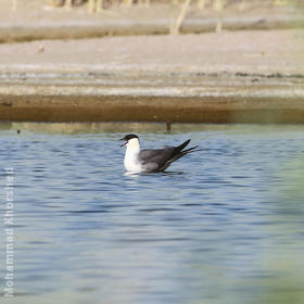 Long-tailed Skua