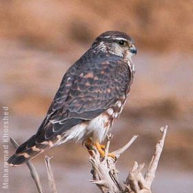 Merlin (Immature male)