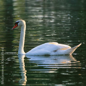 Mute Swan (GERMANY)