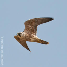 Peregrine Falcon (Immature)