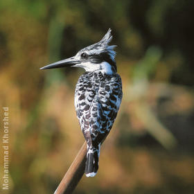 Pied Kingfisher