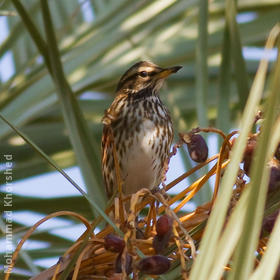 Redwing