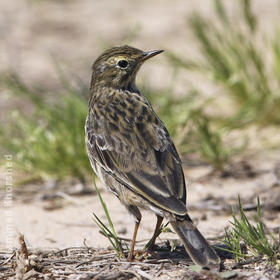 Richard’s Pipit