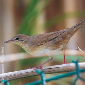 River Warbler