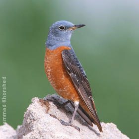 Rufous-tailed Rock Thrush (Male)