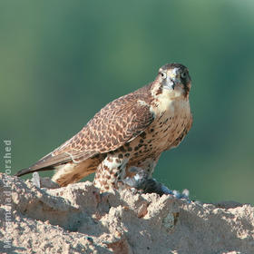 Saker Falcon