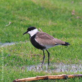 Spur-winged Lapwing