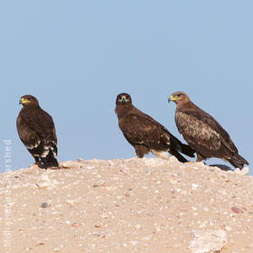 Steppe Eagle