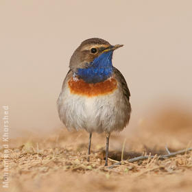 White-spotted Bluethroat (Male)