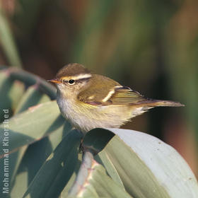 Yellow-browed Warbler 