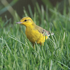 Yellow-headed Wagtail (Male)