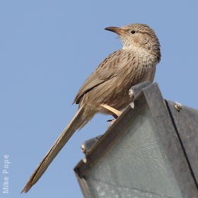 Afghan Babbler