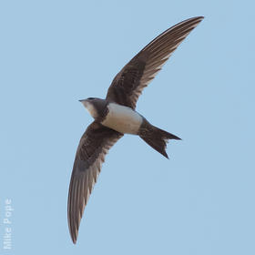 Alpine Swift 