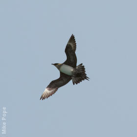 Arctic Skua