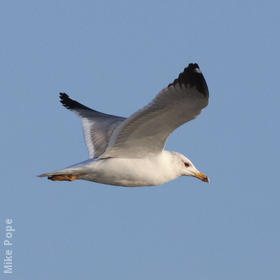 Armenian Gull