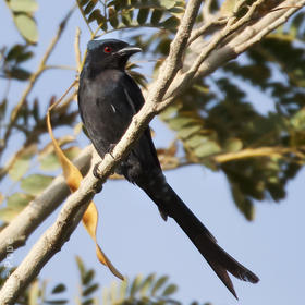 Ashy Drongo