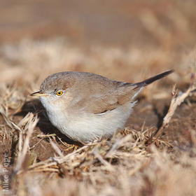 Asian Desert Warbler