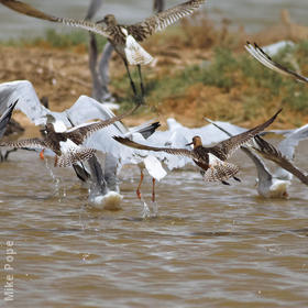 Bar-tailed Godwit