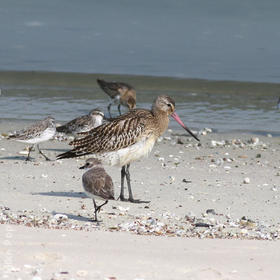 Bar-tailed Godwit (Non - breeding)