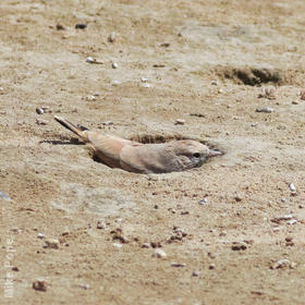 Bar-tailed Lark