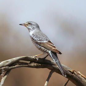 Barred Warbler (Male)